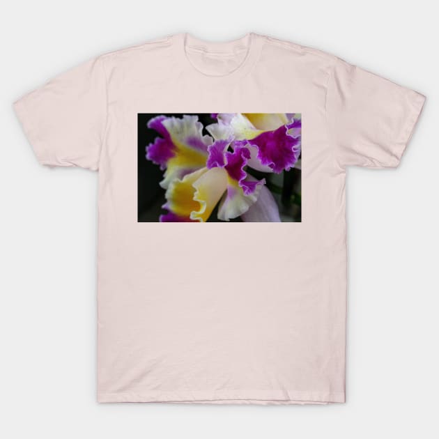 Orchid T-Shirt by Rob Johnson Photography